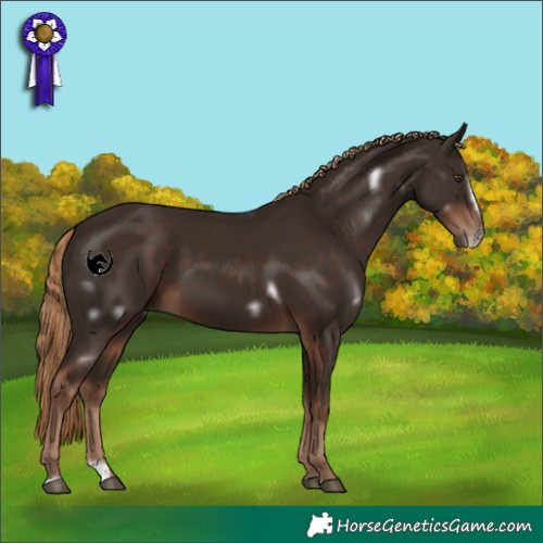 Horse Color:White Spotted Liver Chestnut Splash Frame 