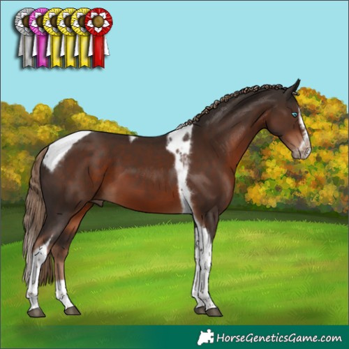 Horse Color:Liver Chestnut Splash Tobiano Frame 