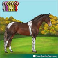 Horse Color:Liver Chestnut Splash Tobiano Frame 