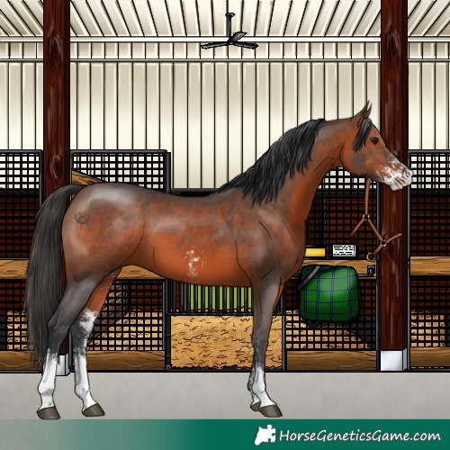 Horse Color:Brown Sabino