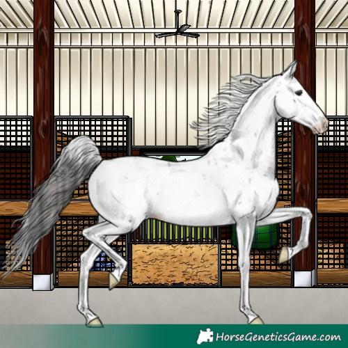 Horse Color:Brown Dun Sabino