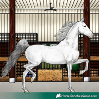 Horse Color:Brown Dun Sabino 