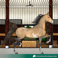 Horse Color:Buckskin Dun Sabino