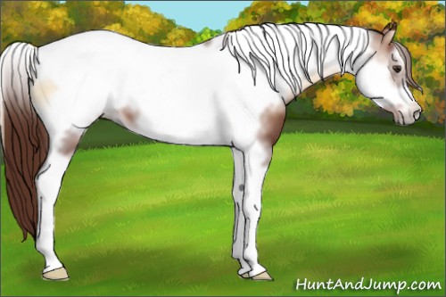 Horse Color:Red Onyx Sabino Tobiano Frame