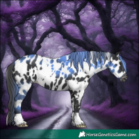 Horse Color:White Spotted Black Appaloosa 