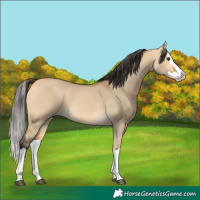 Horse Color:Buckskin Dun Splash