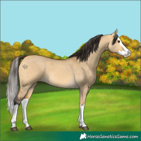 Horse Color:Buckskin Dun Splash 