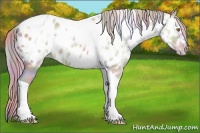 Horse Color:Nacre Watercolor White Spotted Gold Champagne Ice Tobiano Appaloosa 