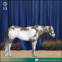 Horse Color:White Spotted Brown Dun Splash Frame 
