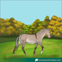 Horse Color:Liver Red Dun Mushroom Rabicano 