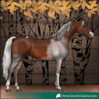 Horse Color:Silver Brown Sabino Tobiano 