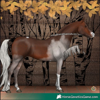 Horse Color:Silver Brown Sabino Tobiano
