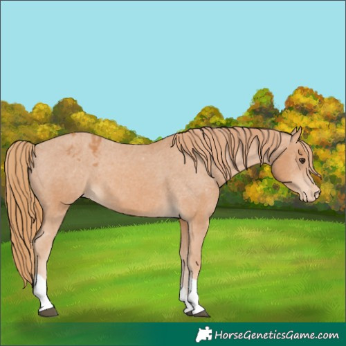 Horse Color:Chestnut Tobiano Appaloosa 