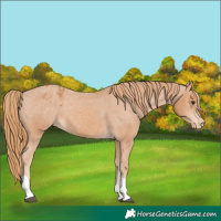 Horse Color:Chestnut Tobiano Appaloosa 