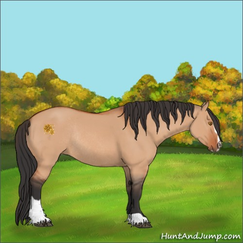 Horse Color:Bay Dun Sabino Rabicano 