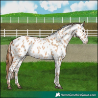 Horse Color:Red Dun Near Leopard 