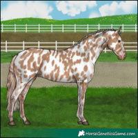 Horse Color:Red Dun Near Leopard 