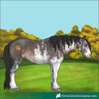 Horse Color:White Spotted Brown 