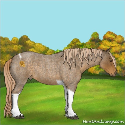 Horse Color:Chocolate Palomino Roan Tobiano 