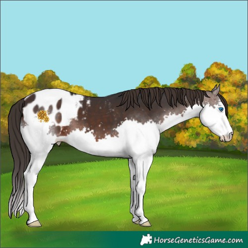 Horse Color:Brown Splash Appaloosa 