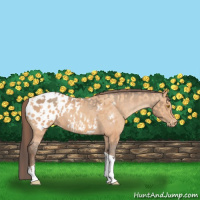 Horse Color:Amber Champagne Sabino Tobiano Appaloosa  and Amber Champagne Sabino Tobiano Appaloosa 
