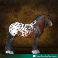 Horse Color:Brown Blanket 