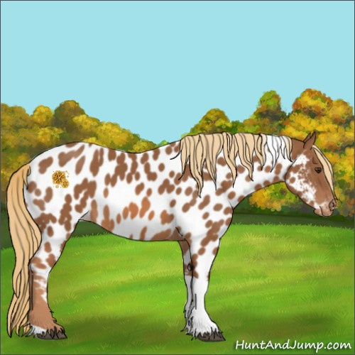 Horse Color:Chestnut Tobiano Appaloosa 