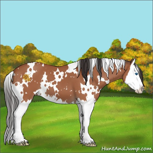Horse Color:White Spotted Bay Splash 