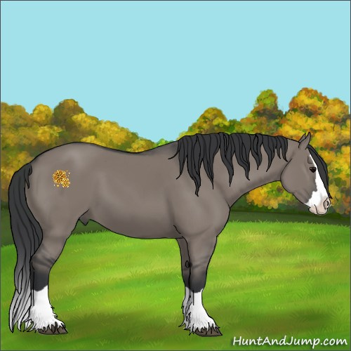 Horse Color:Grullo Splash 