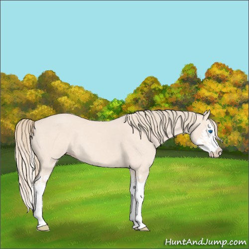 Horse Color:Perlino Splash  and Perlino Splash 
