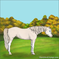 Horse Color:Perlino Splash and Perlino Splash