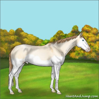 Horse Color:Buckskin Pearl Dun Splash 