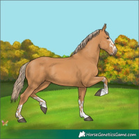 Horse Color:Chestnut  and Chestnut 