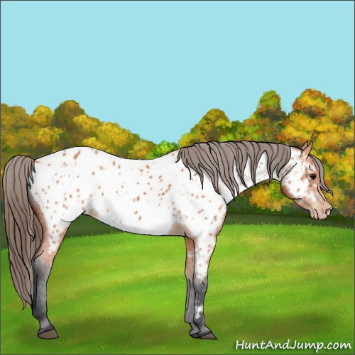 Horse Color:Bay Appaloosa 