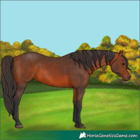 Horse Color:Bay 