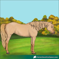 Horse Color:Red Dun 