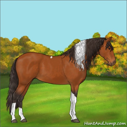 Horse Color:Buckskin Tobiano