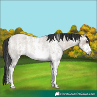 Horse Color:Brown Roan Dun Sabino 
