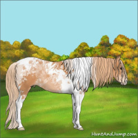 Horse Color:Chestnut Tobiano