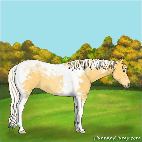 Horse Color:Palomino Tobiano