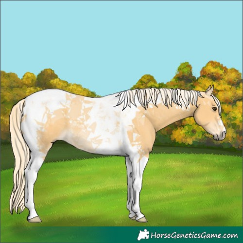 Horse Color:Palomino Tobiano