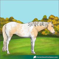 Horse Color:Palomino Tobiano 