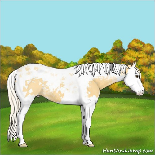 Horse Color:Palomino Dun Splash Tobiano