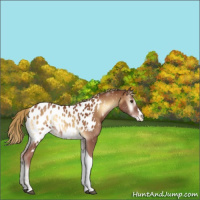 Horse Color:Red Onyx Splash Tobiano Appaloosa 