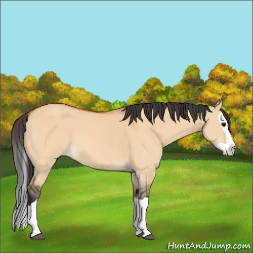 Horse Color:Bay Dun Splash 