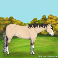 Horse Color:Bay Dun Splash 