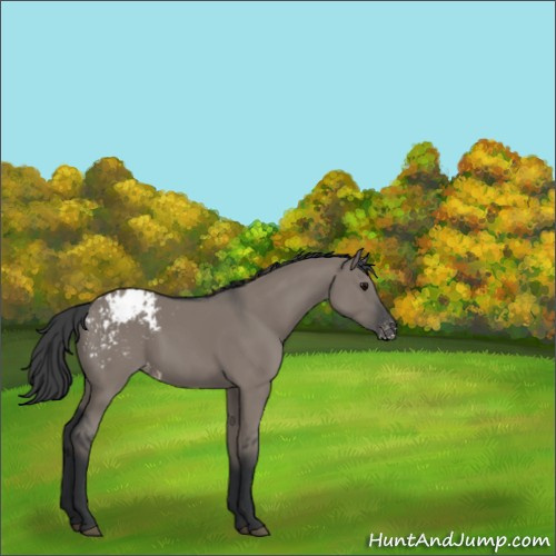 Horse Color:Grullo Appaloosa 