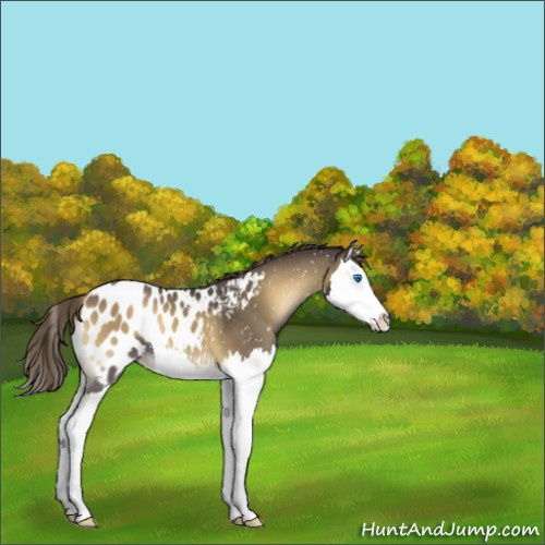 Horse Color:Smoky Blue Onyx Splash Appaloosa 