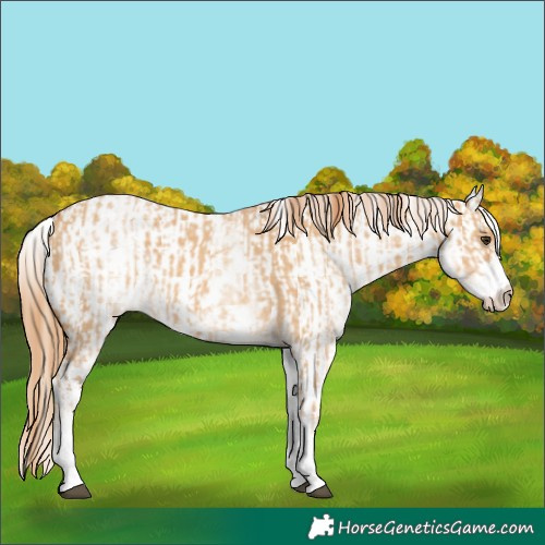 Horse Color:White Spotted Red Dun Rabicano  and White Spotted Red Dun Near Leopard Rabicano 