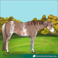 Horse Color:White Spotted Chestnut Sabino 